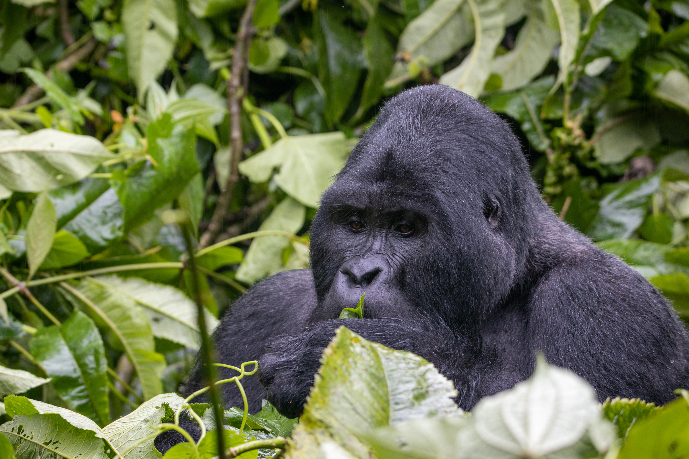 bwindi impenetrable forest national park.webp